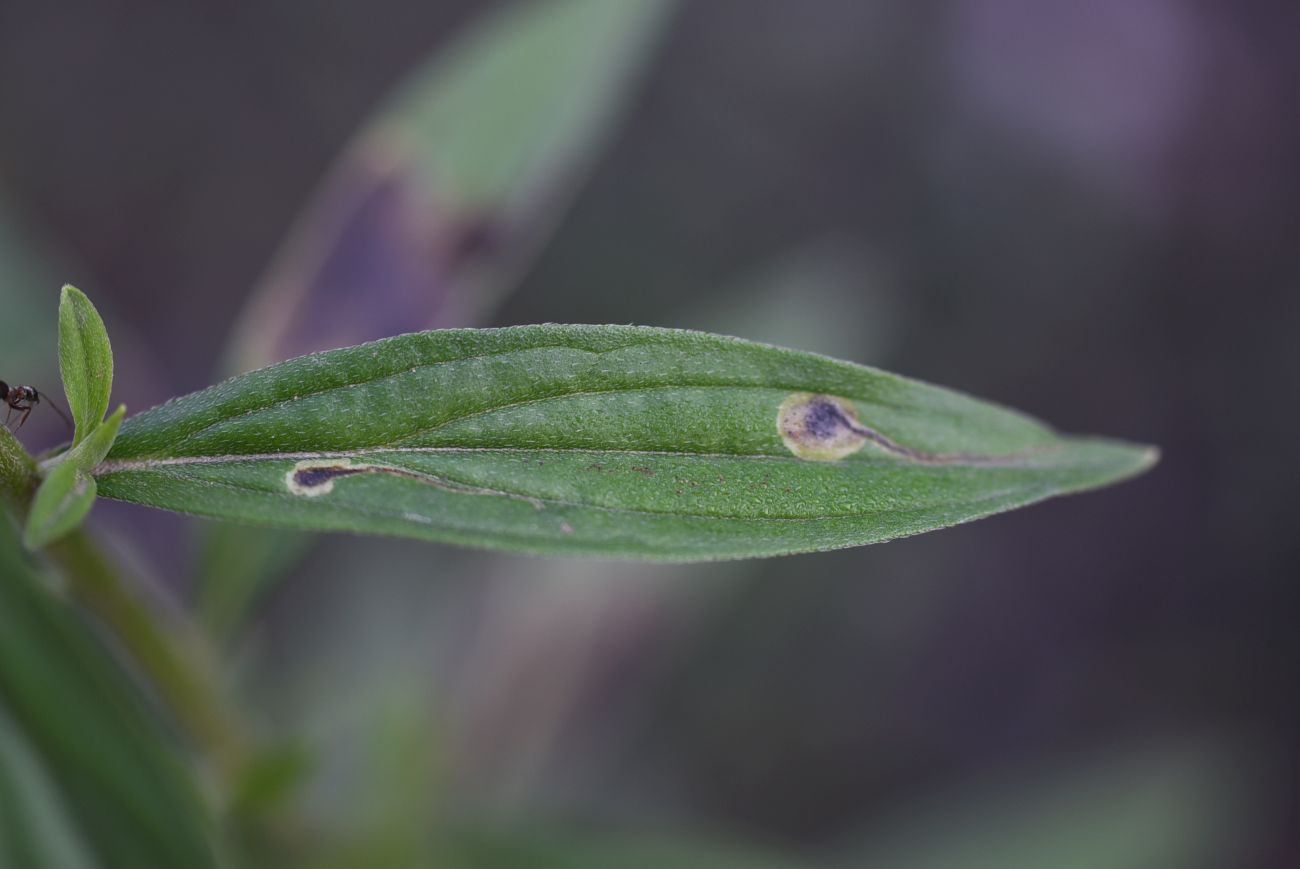 Image of Lithospermum officinale specimen.