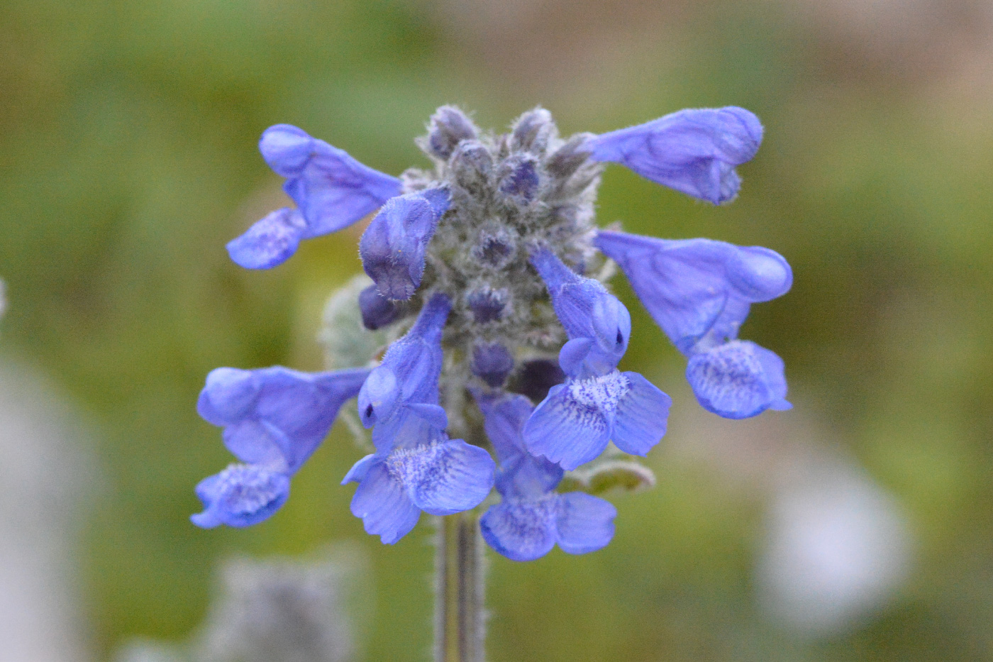 Изображение особи Nepeta supina.