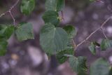 Tilia cordata