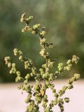 Chenopodium acerifolium. Верхушка плодоносящего растения. Нижегородская обл., Володарский р-н; берег р. Ока, песчаная коса. 15.09.2023.