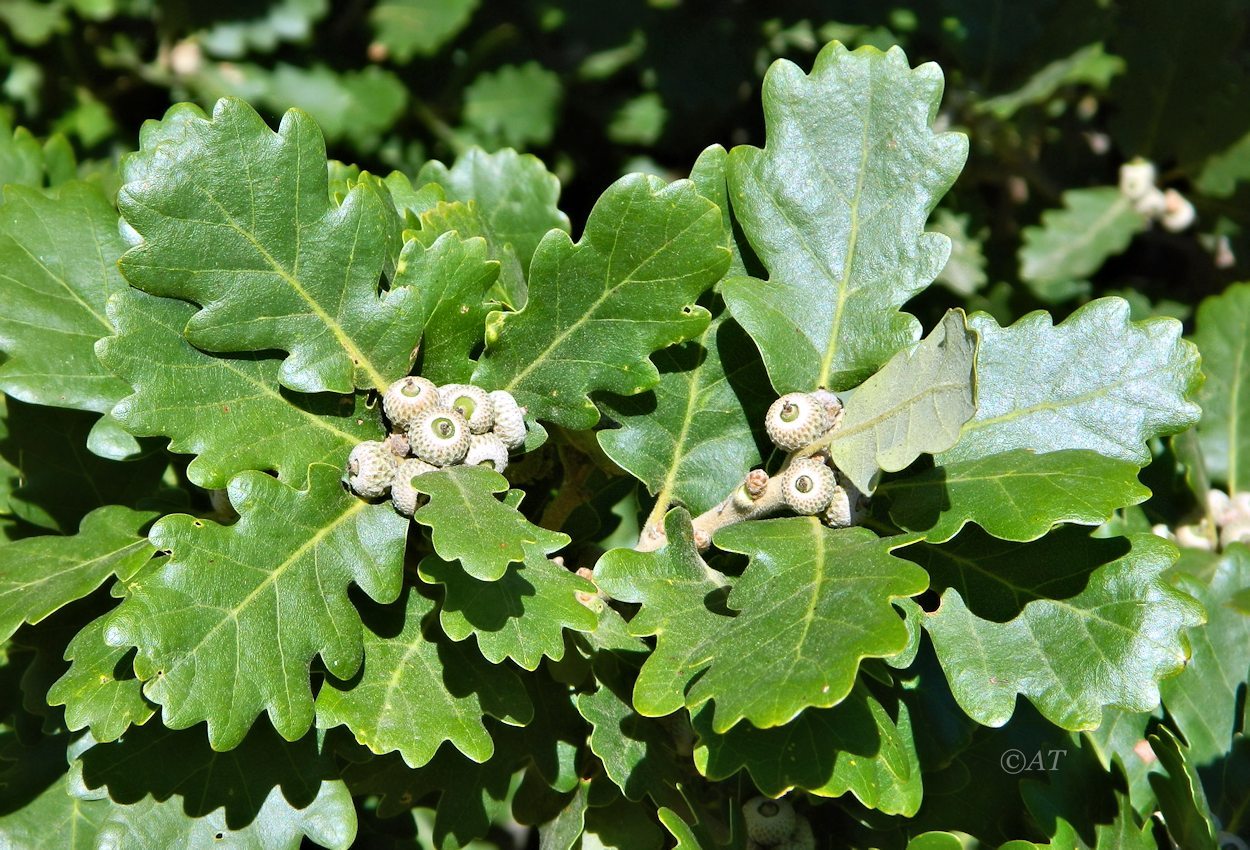 Image of Quercus pubescens specimen.