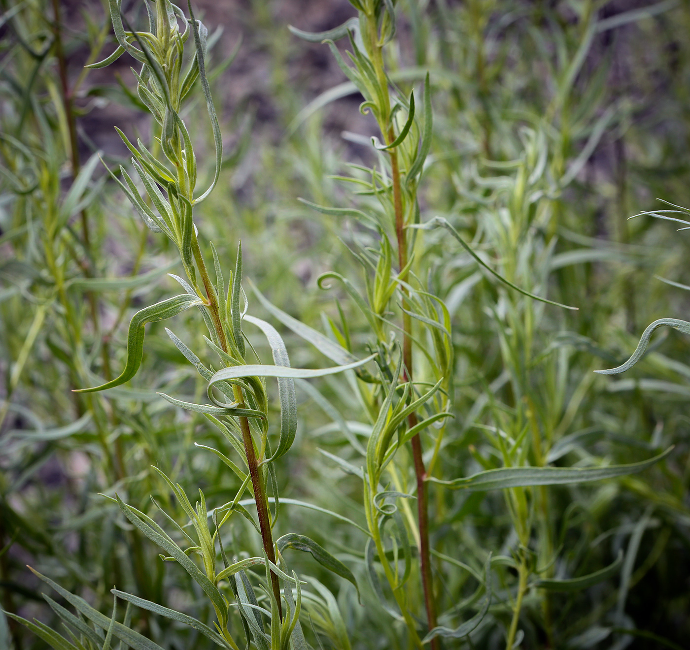 Изображение особи Artemisia dracunculus.