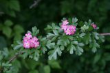 Crataegus monogyna