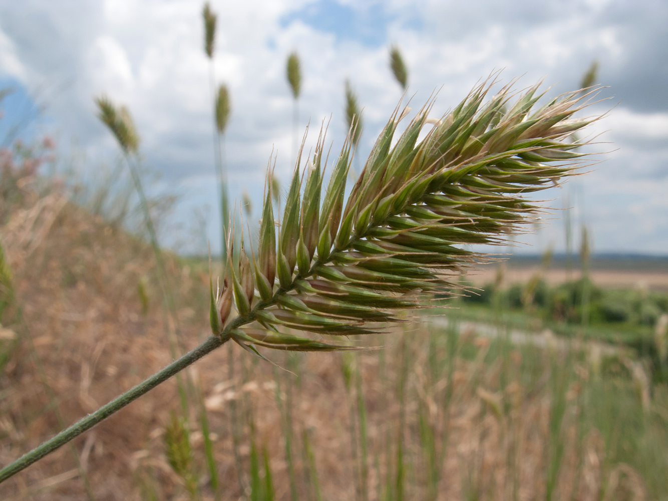 Изображение особи Agropyron pectinatum.