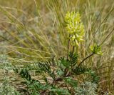 Oxytropis pilosa. Верхушка цветущей веточки. Оренбургская обл., Беляевский р-н, Донской сельсовет, Долгие Горы, степной склон. 5 сентября 2023 г.