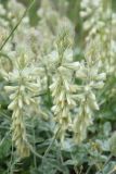 Hedysarum candidum