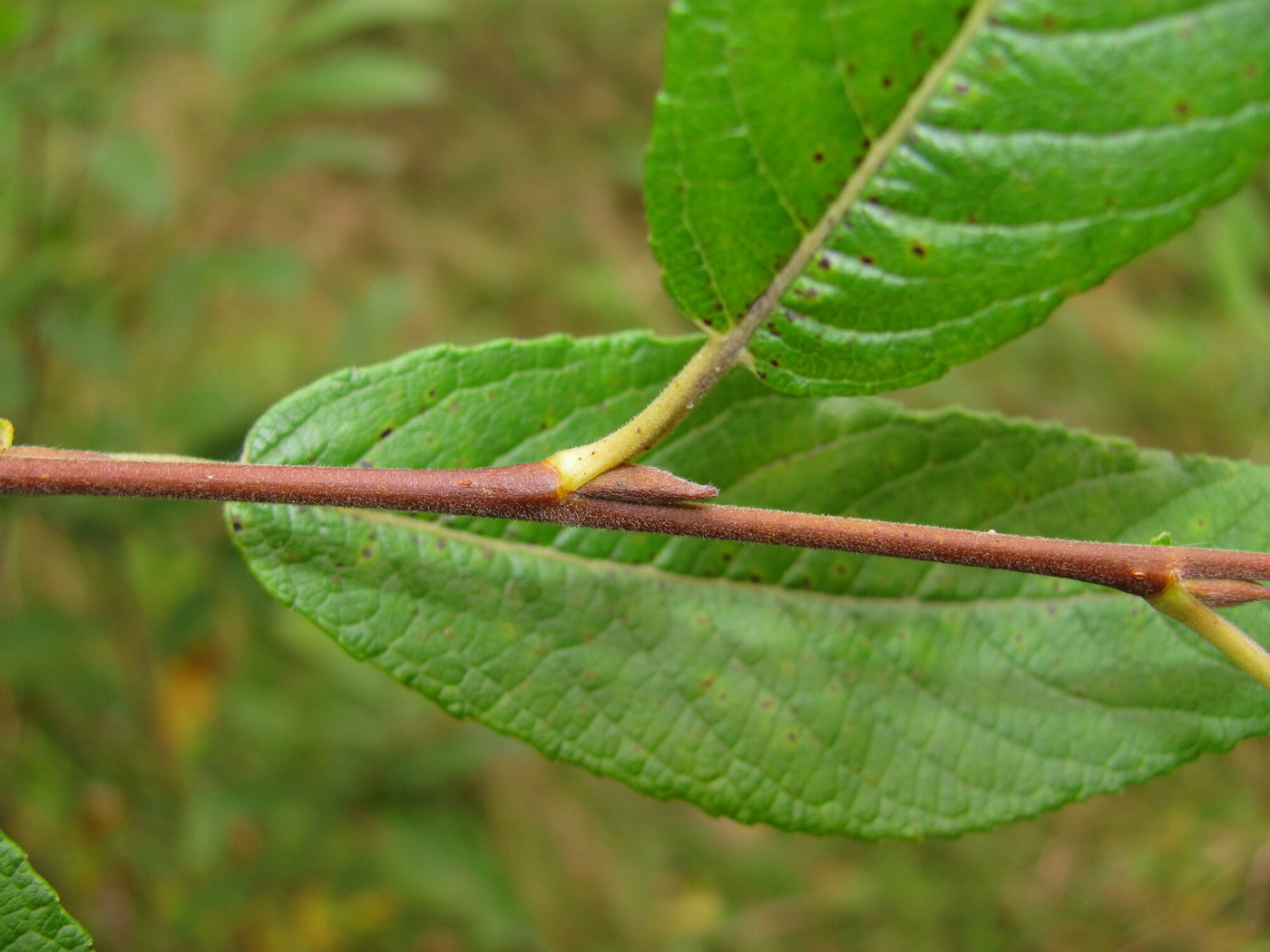 Image of Salix myrsinifolia specimen.