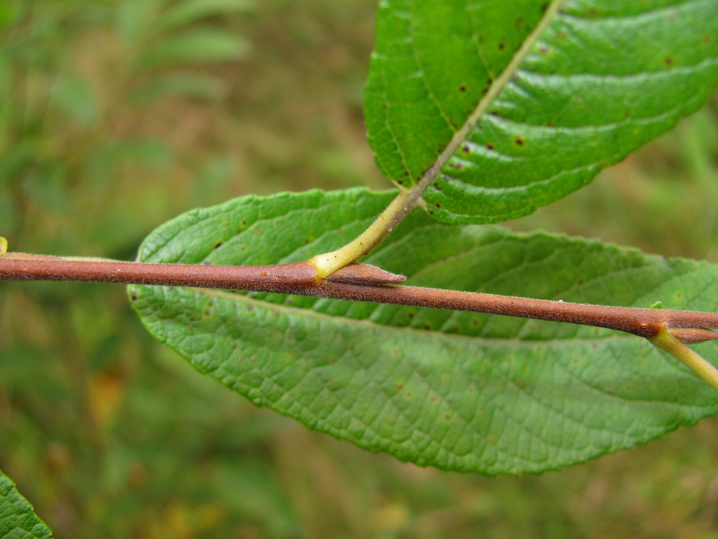 Изображение особи Salix myrsinifolia.