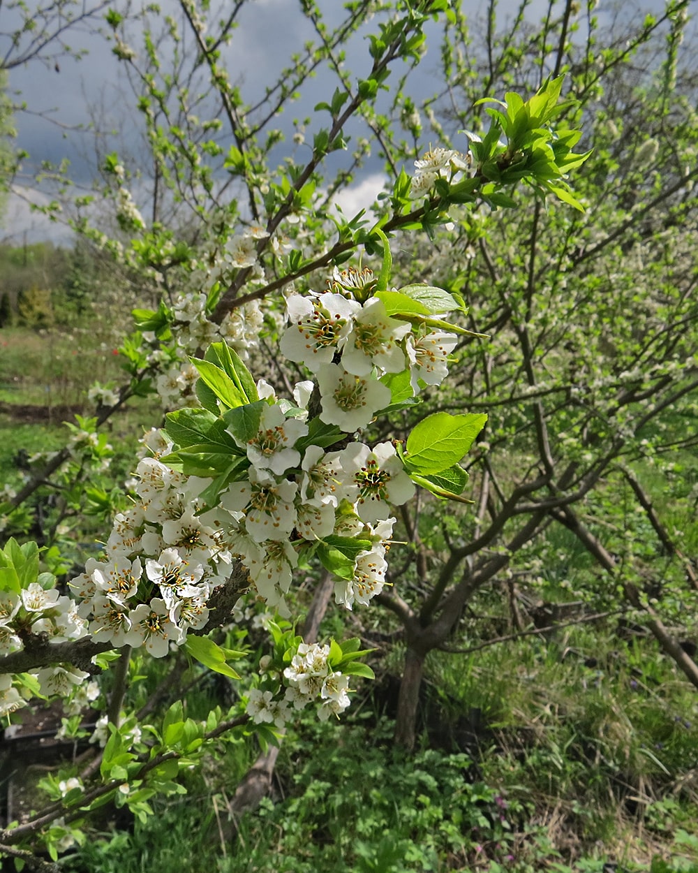 Image of Prunus × rossica specimen.