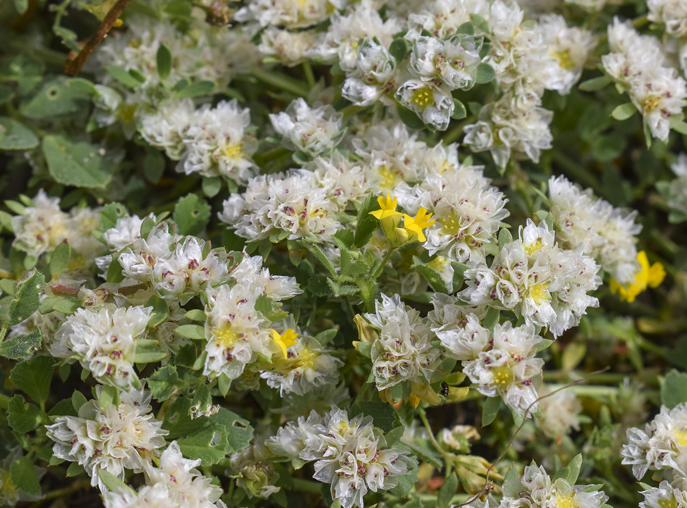 Image of Paronychia argentea specimen.