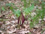 Arum elongatum. Цветущее растение. Краснодарский край, Крымский р-н, окр. станицы Неберджаевская, ур. Малый Яр, буково-грабово-дубовый лес. 26.04.2024.