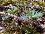 Lupinus polyphyllus. Вегетирующее растение. Беларусь, Минская обл., Мядельский р-н, национальный парк \"Нарочанский\", окр. санатория \"Журавушка\", сосново-еловый зелёномошный бор, у лесной дороги. 02.04.2024.