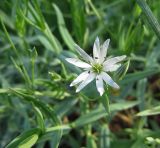 Stellaria palustris. Верхушка цветущего растения. Коми, окр. г. Сыктывкар, долина р. Вычегда, Алёшино, луг у зарослей кустарника. 06.06.2010.