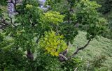 Kalopanax septemlobus. Ветви взрослого дерева с листьями, принимающими осеннюю окраску. Курильские о-ва, о-в Итуруп, долина р. Водопадная, поросший Sasa крутой склон. 17.08.2023.
