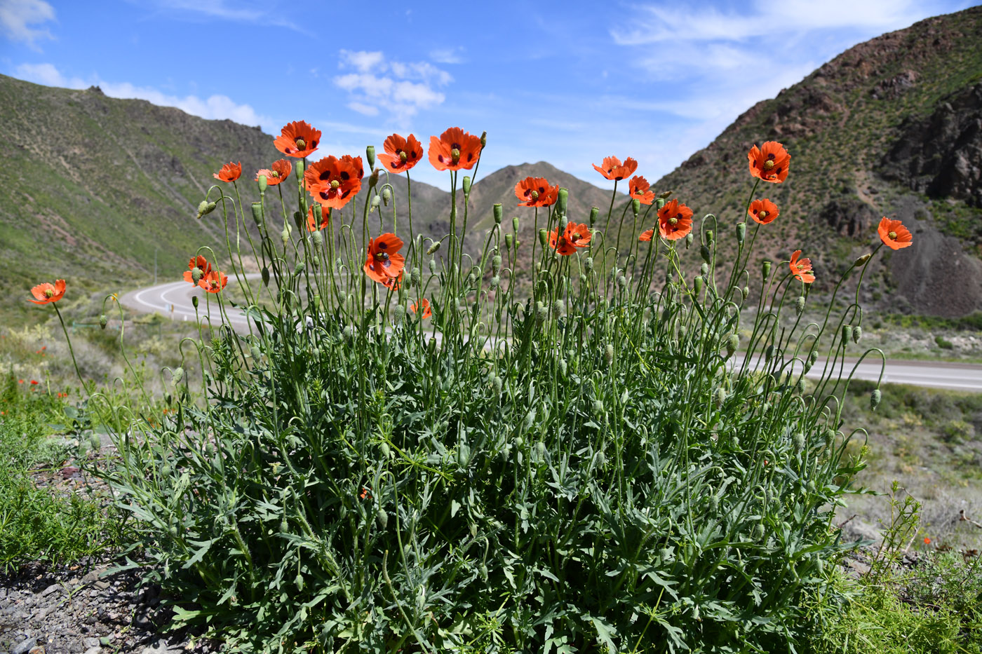 Изображение особи Papaver litwinowii.