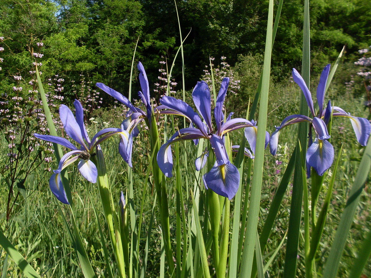 Изображение особи Iris notha.