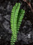 Adiantum malesianum