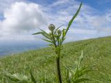 Cephalaria gigantea
