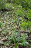Valeriana wolgensis