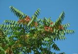 Ailanthus altissima