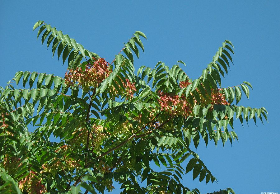 Изображение особи Ailanthus altissima.