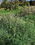 Heracleum sibiricum. Плодоносящее растение. Тверская обл., Конаковский р-н, долина р. Сестра, луговой склон. 07.09.2024.