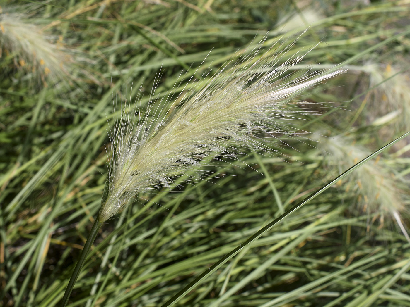 Image of Pennisetum villosum specimen.