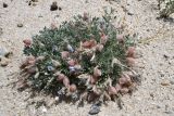 genus Oxytropis