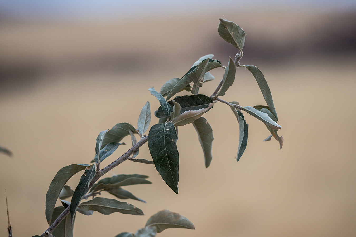 Image of Elaeagnus angustifolia specimen.