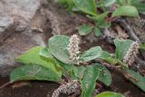 Salix arctica