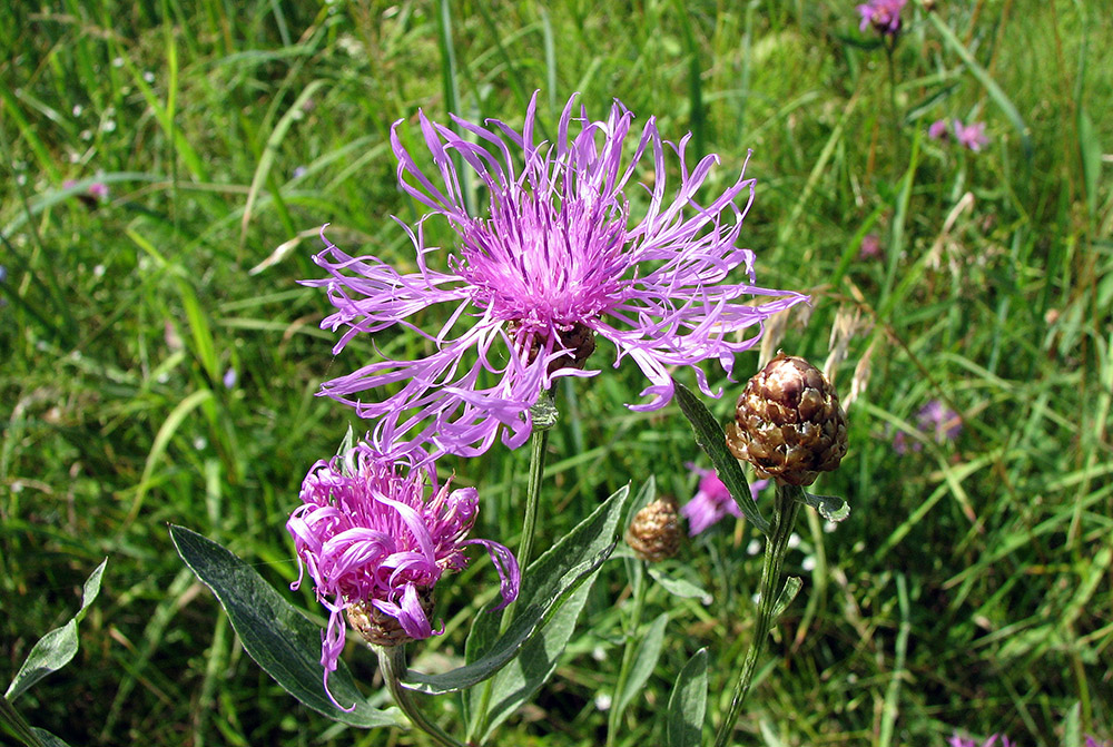 Изображение особи Centaurea jacea.