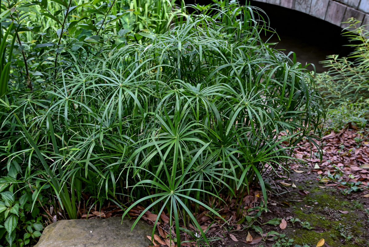 Изображение особи Cyperus involucratus.