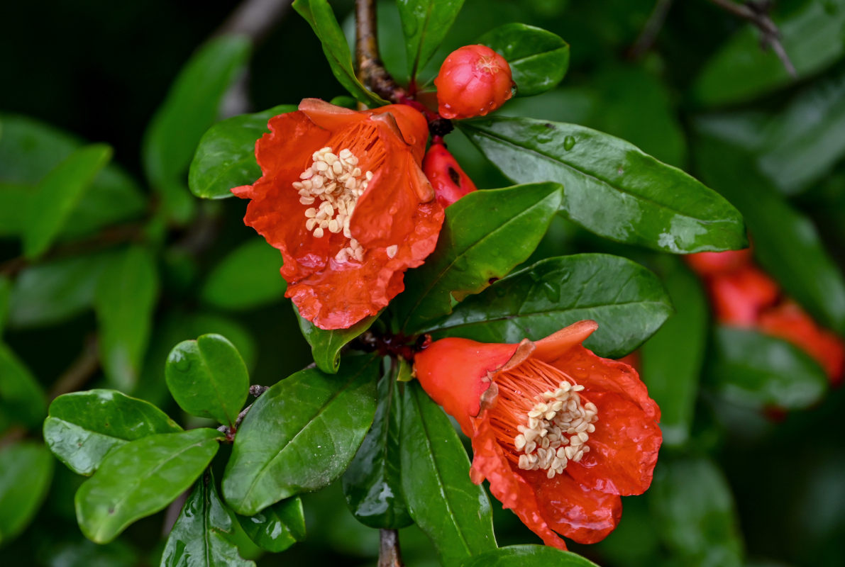 Image of Punica granatum specimen.