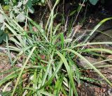 Liriope muscari