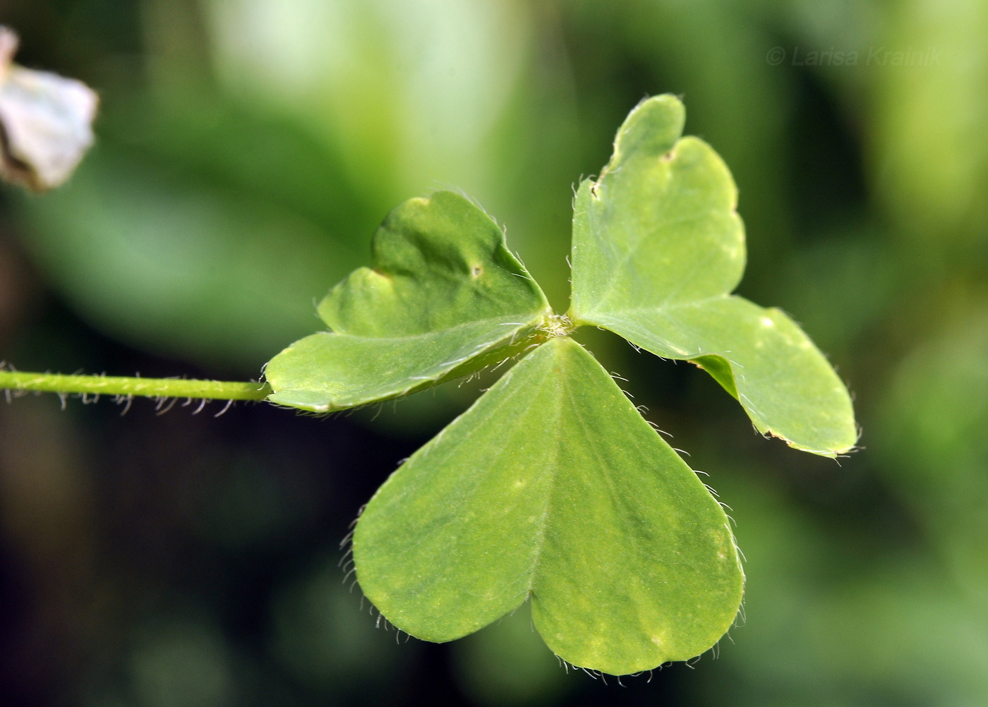 Image of Oxalis corniculata specimen.