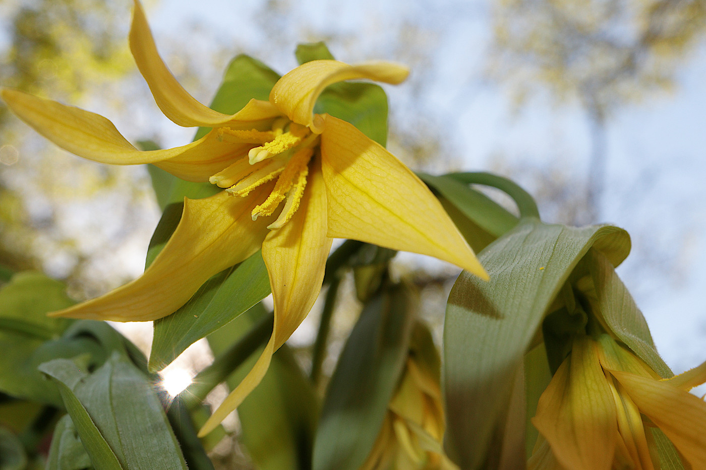 Image of Uvularia grandiflora specimen.