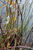 Eriophorum angustifolium