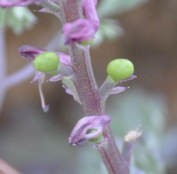 Image of Fumaria officinalis specimen.