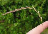Elymus fibrosus