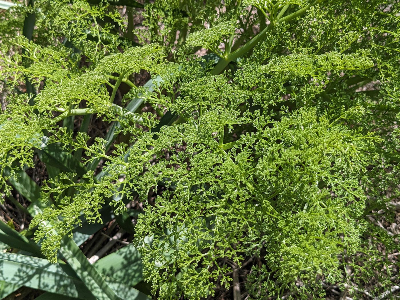 Изображение особи род Ferula.