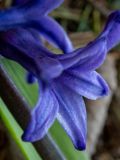 Hyacinthus orientalis. Цветок. Тверская обл., Кимрский р-н, окр. г. Дубна, лесопарк возле СНТ \"Чайка\". 25.03.2022.