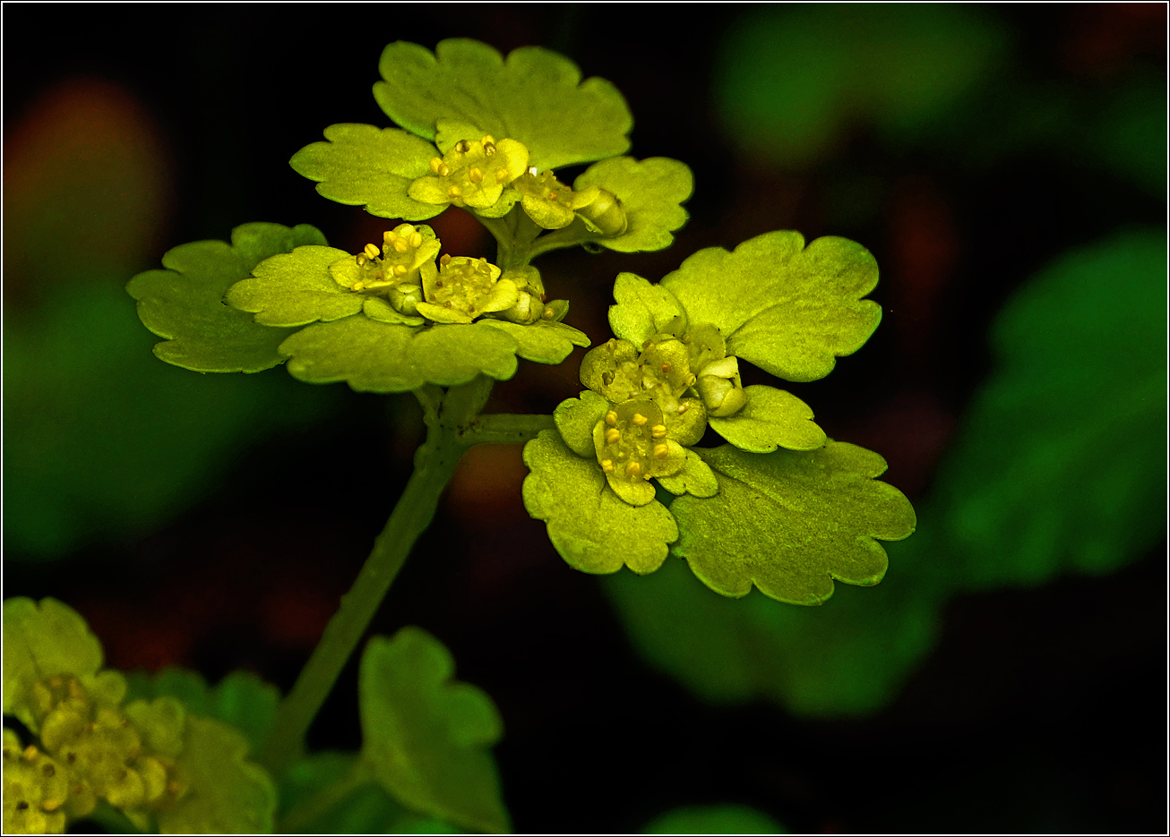 Image of Chrysosplenium alternifolium specimen.