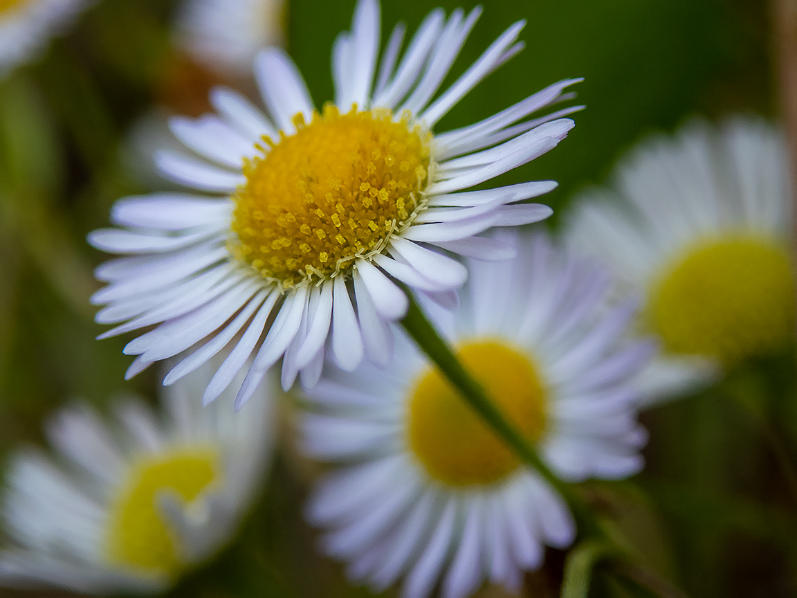 Image of Erigeron annuus specimen.