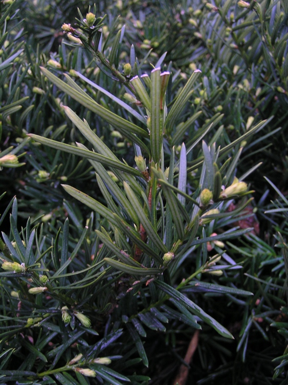 Image of Taxus cuspidata specimen.