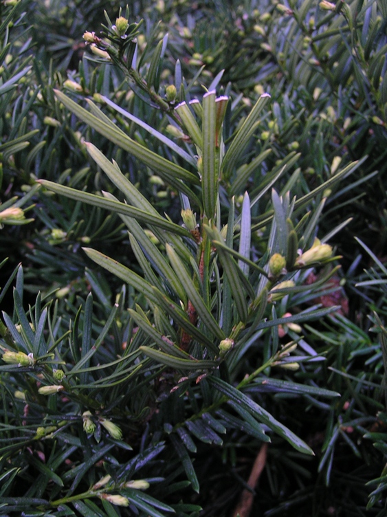 Изображение особи Taxus cuspidata.