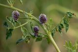 Glycyrrhiza echinata. Часть побега с соцветиями. Ростовская обл., Неклиновский р-н, пос. Мержаново, каменистый берег. 01.06.2025.