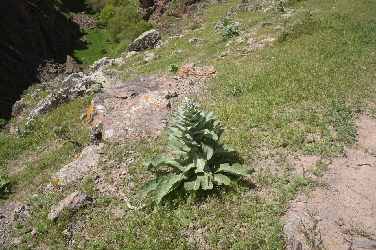 Изображение особи род Verbascum.