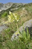 Primula elatior