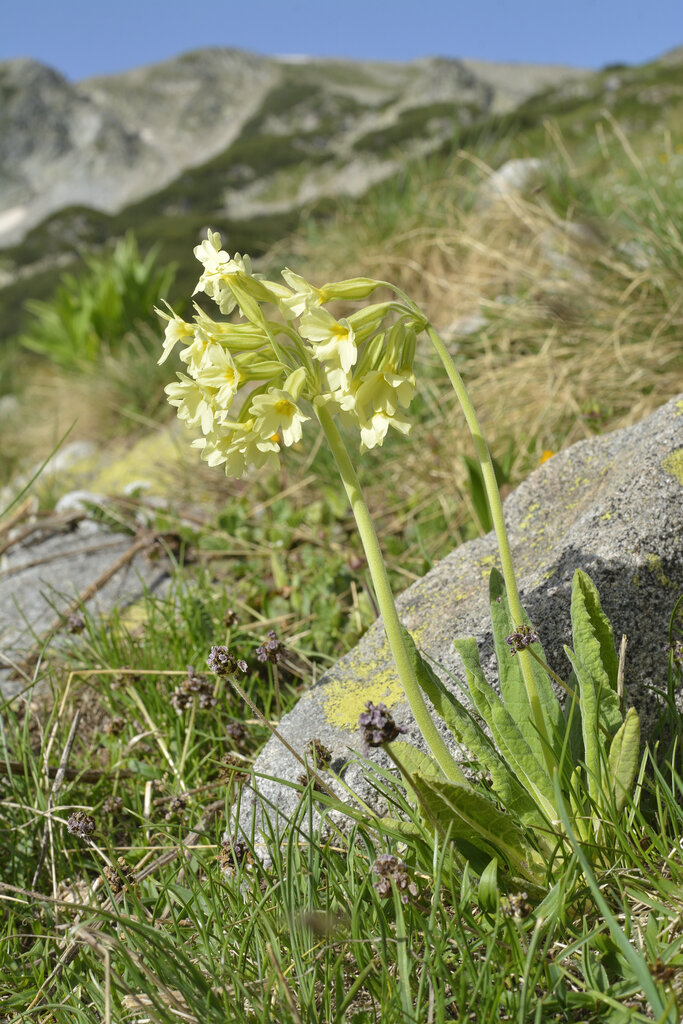 Изображение особи Primula elatior.