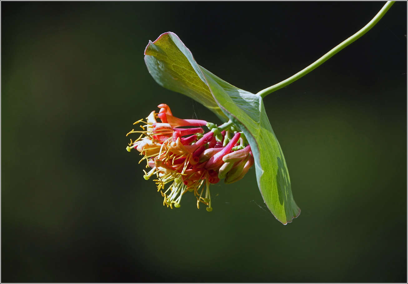 Image of Lonicera dioica specimen.